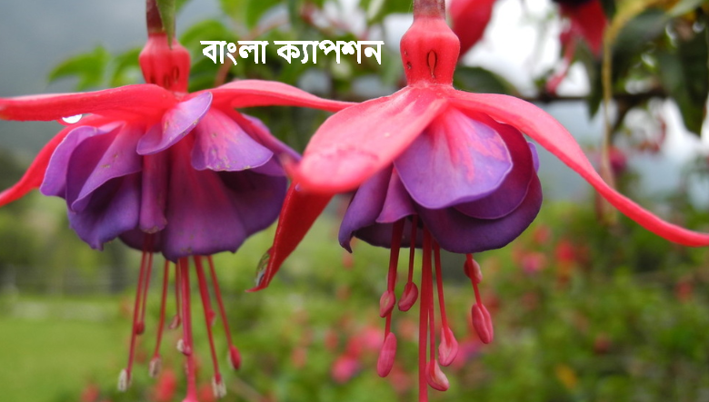 বাংলা ক্যাপশন,